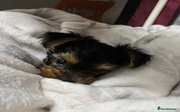 Yorkshire Terrier dogs for sale: Tiny puppies Yorkshire  - Image 3