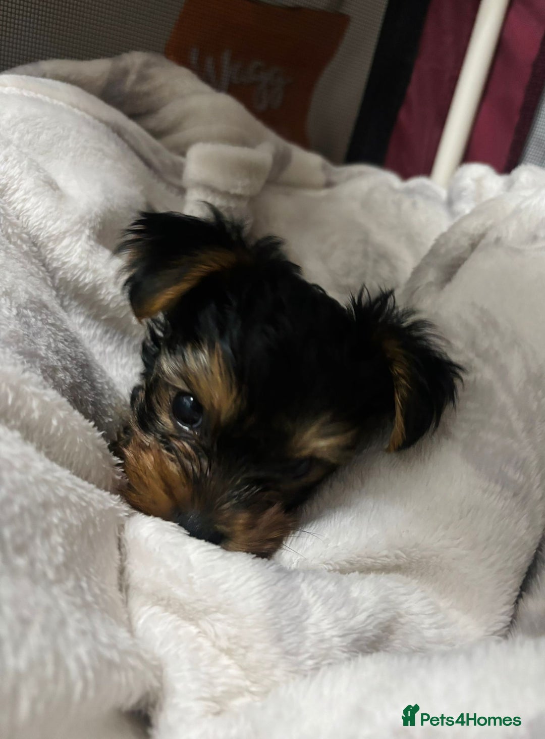 Yorkshire Terrier dogs for sale: Tiny puppies Yorkshire  - Image 3