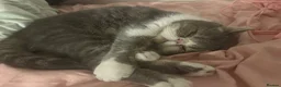 Exotic cats for sale: bella the exotic shorthair - Advert 8