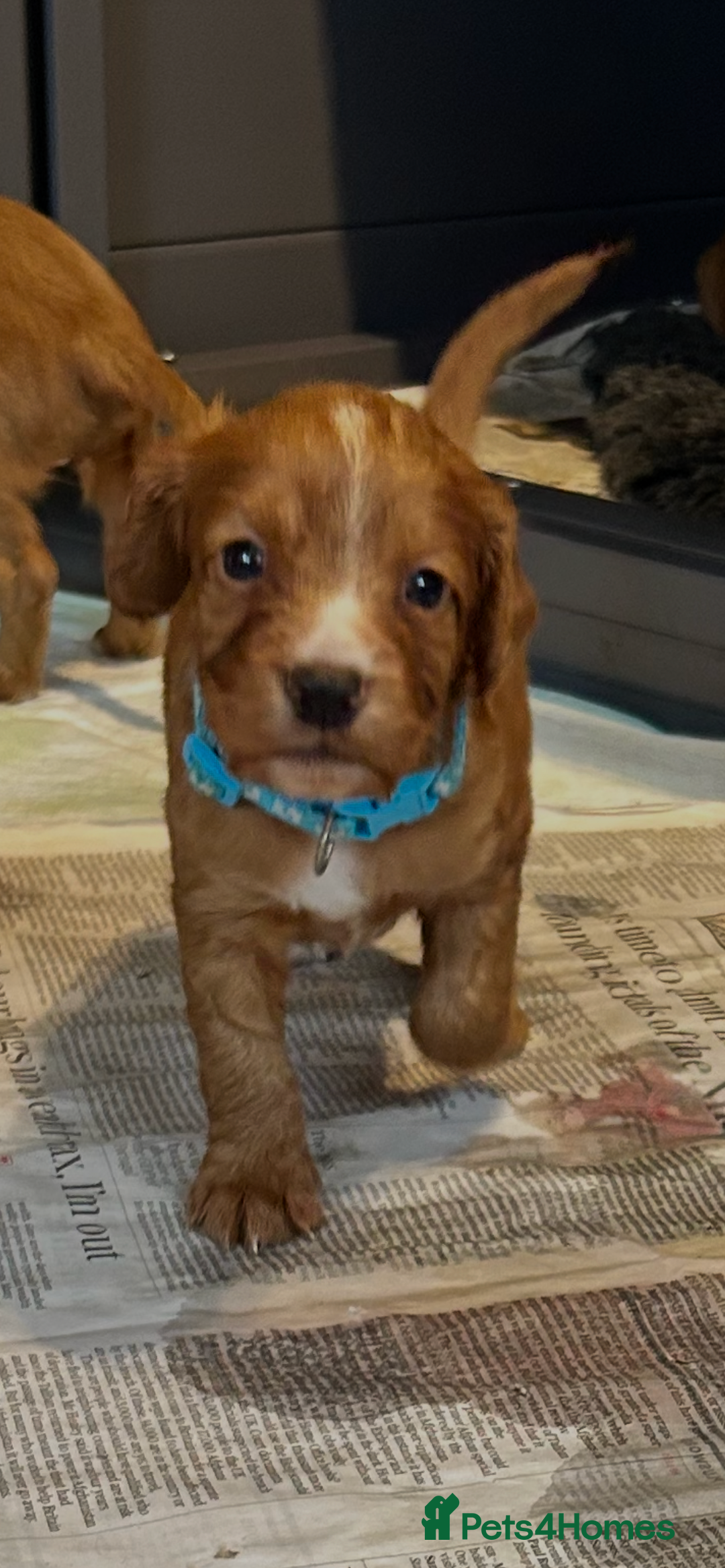 Cocker Spaniel dogs for sale: Stunning Red Working Cocker Spaniel Pups - Image 11