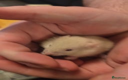 Hamster rodents for sale: Baby syrian hamsters  - Image 11
