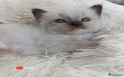 Ragdoll cats for sale: Stunning Ragdolls kittens  - Image 9
