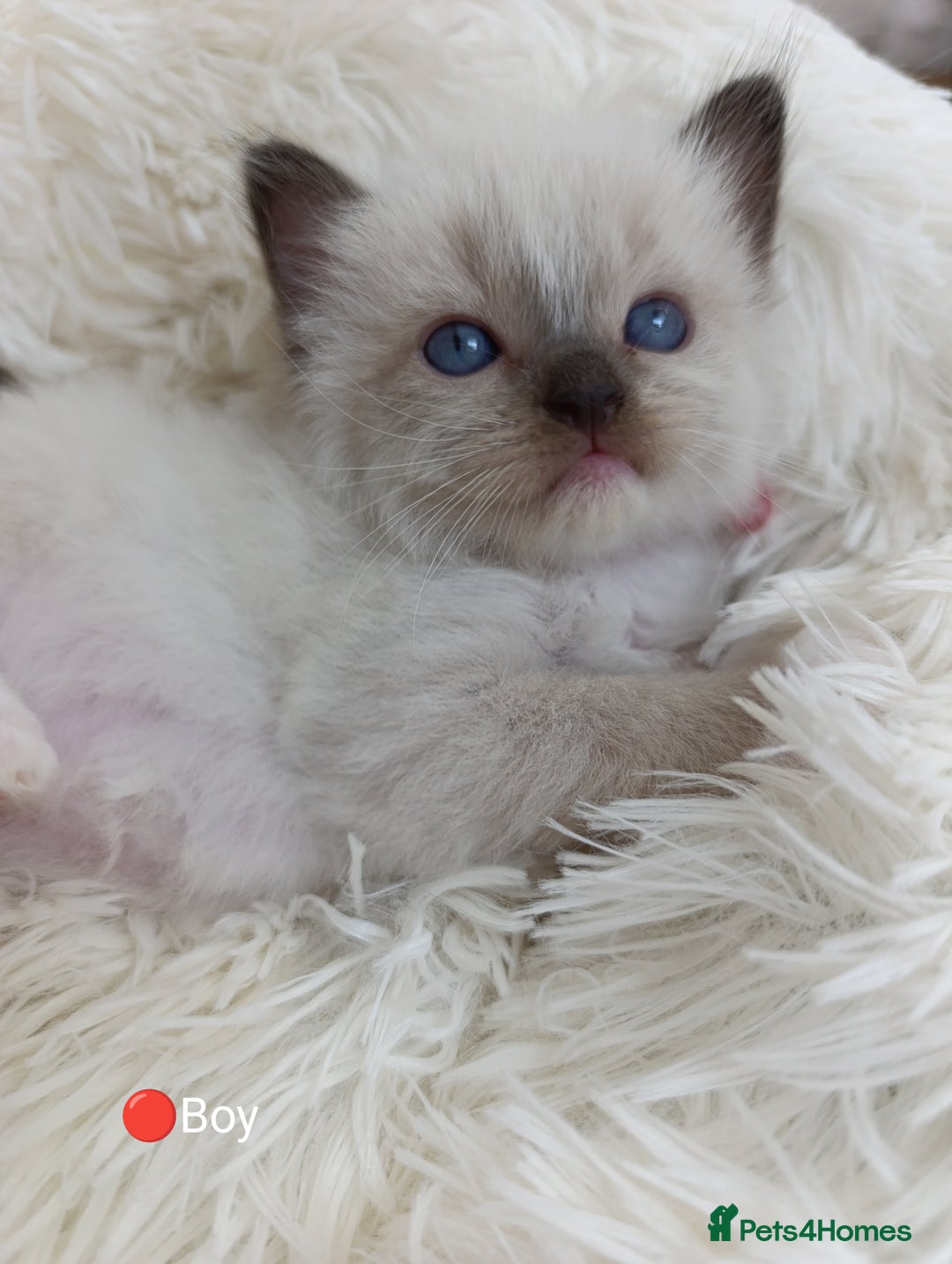 Ragdoll cats for sale: Stunning Ragdolls kittens  - Image 9