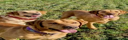 Mixed Breed dogs for sale: Labrador x visla puppies (Visladors) - Advert 1