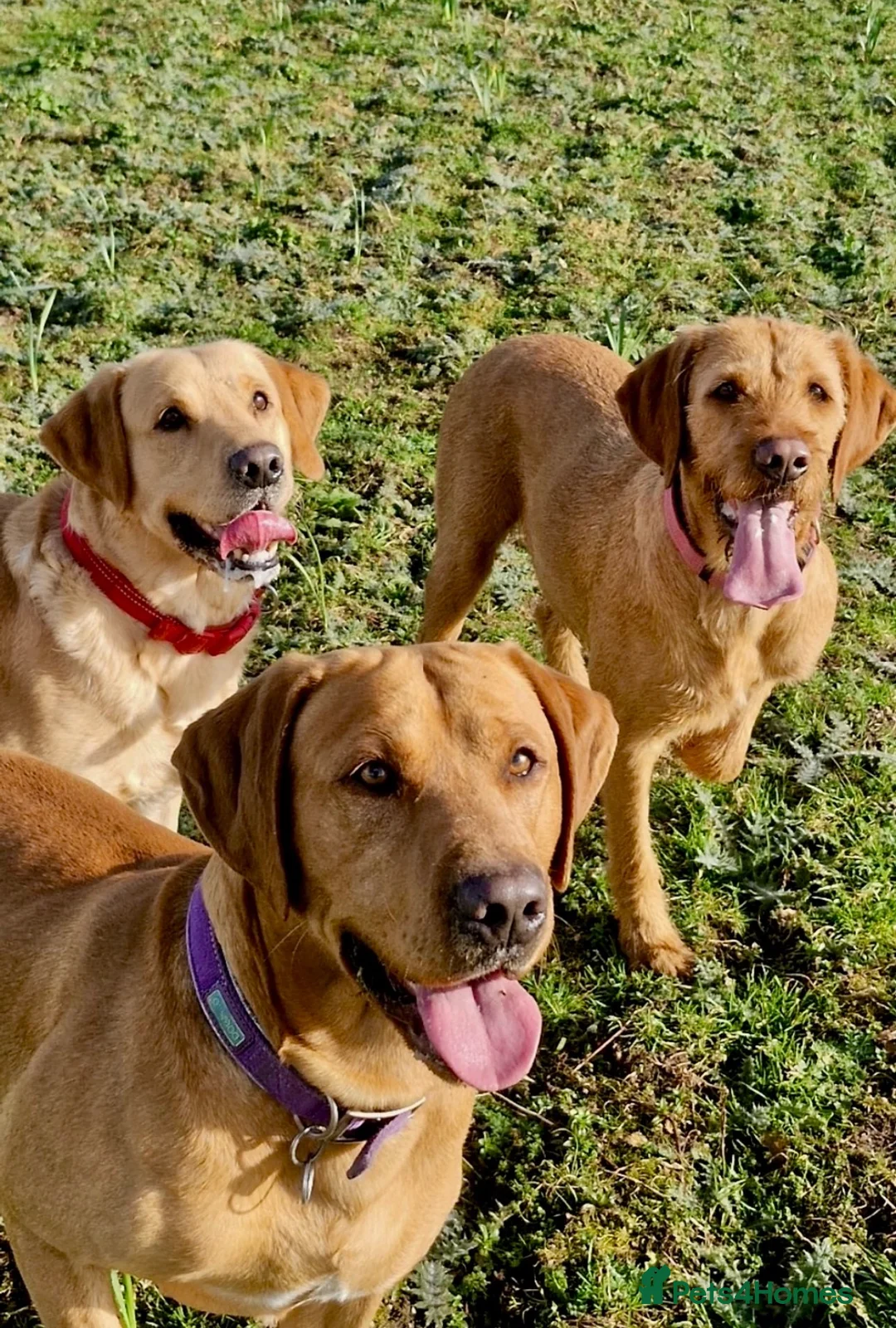 Mixed Breed dogs for sale: Labrador x visla puppies (Visladors) - Advert 1