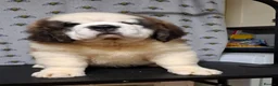 Saint Bernard dogs for sale: Show Quality Saint Bernard's  - Advert 32
