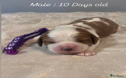 Cavalier King Charles Spaniel dogs for sale: 5 King Charles Ruby & Blenheim Puppies  - Image 8