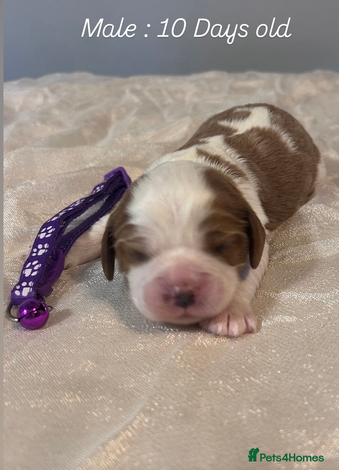 Cavalier King Charles Spaniel dogs for sale: 5 King Charles Ruby & Blenheim Puppies  - Image 8