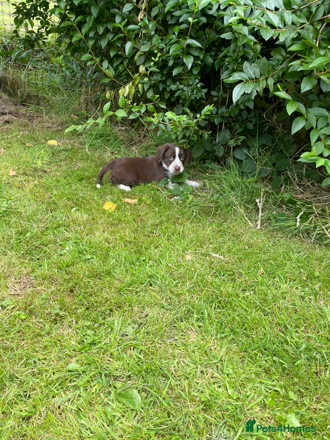 Mixed Breed dogs for sale: Sprollie puppies  - Image 17