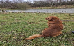 Golden Retriever dogs for stud: Gorgeous KC registered Golden Retriever stud dog  in Chesterfield - Image 6
