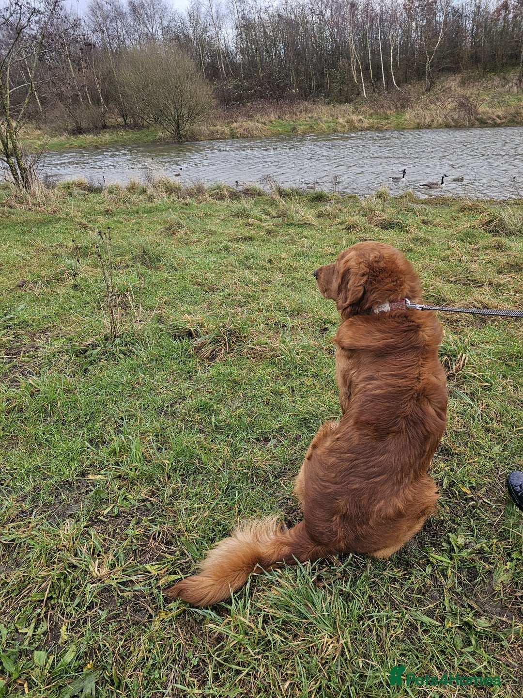 Golden Retriever dogs for stud: Gorgeous KC registered Golden Retriever stud dog  in Chesterfield - Image 6