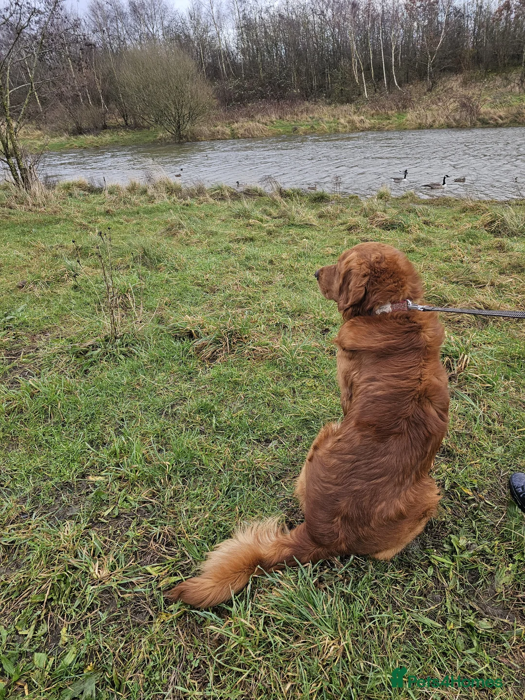 Golden Retriever dogs for stud: Gorgeous KC registered Golden Retriever stud dog  in Chesterfield - Advert 7