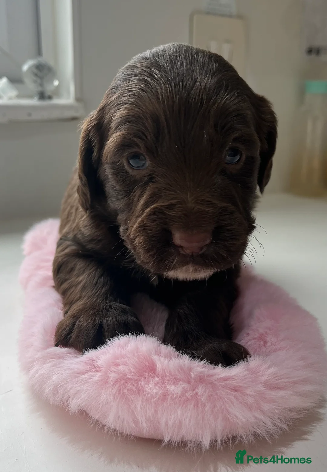 Sprocker dogs for sale: Sprocker puppies for sale  - Advert 10