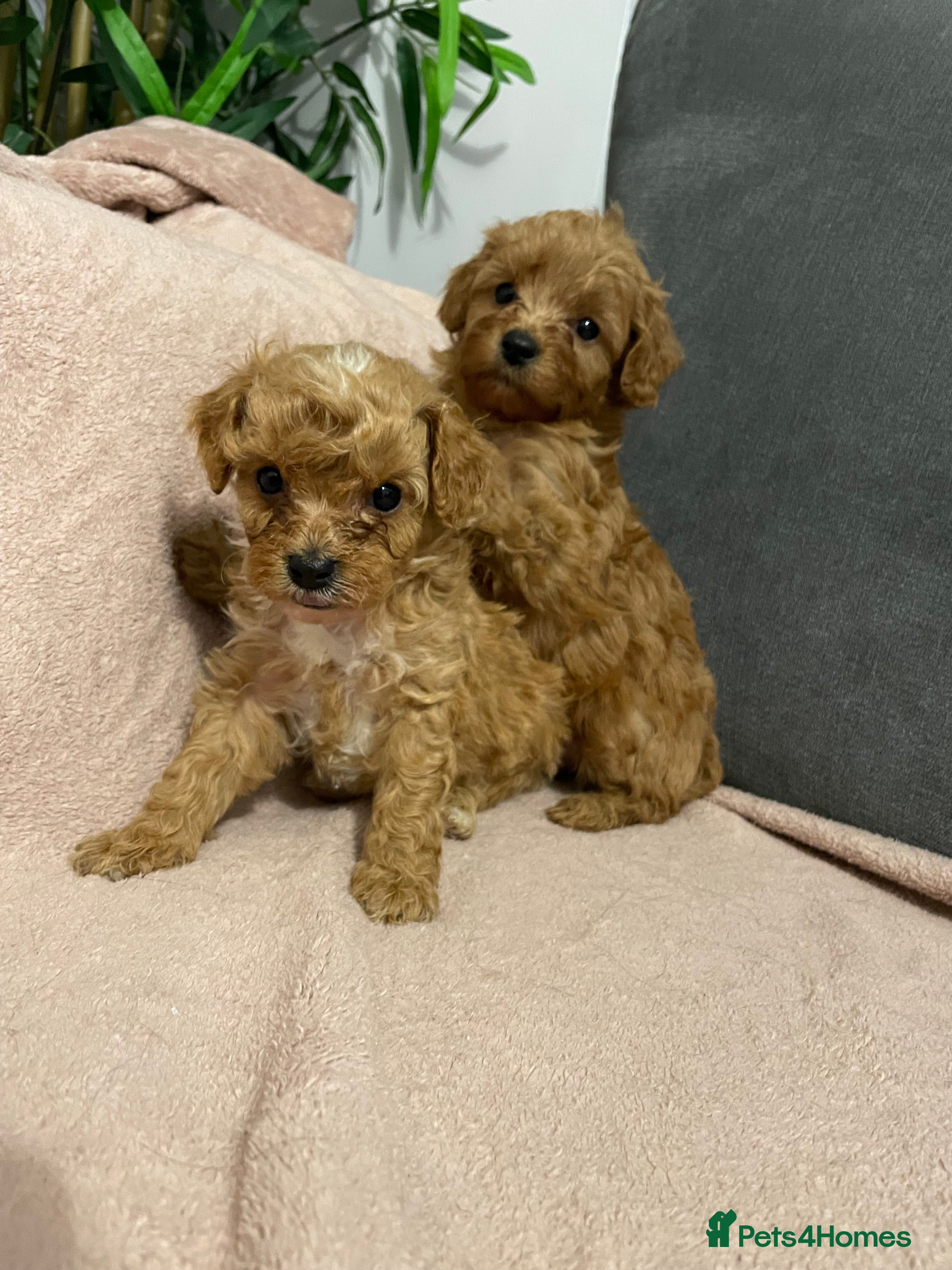Cavapoo dogs 2 little boys left 💙 Beautiful Ruby Cavapoos  - Advert 3