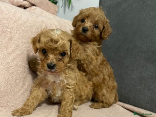 Cavapoo dogs 2 little boys left 💙 Beautiful Ruby Cavapoos - Advert 1