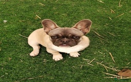 French Bulldog dogs for adoption: 💓🐶 MARGO, MISTY & MONTI💙 - Image 16