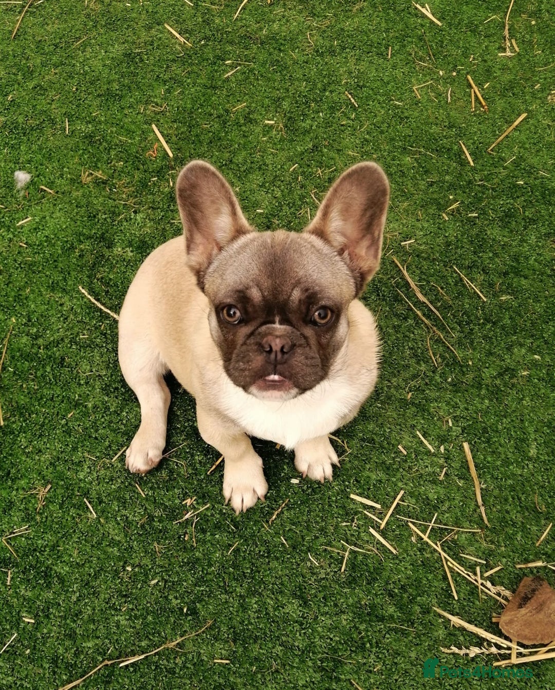 French Bulldog dogs for adoption: 💓🐶 MARGO, MISTY & MONTI💙 - Image 16