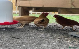 Chickens poultry for sale: Buff bantam leghorn hens and cocks - Image 4