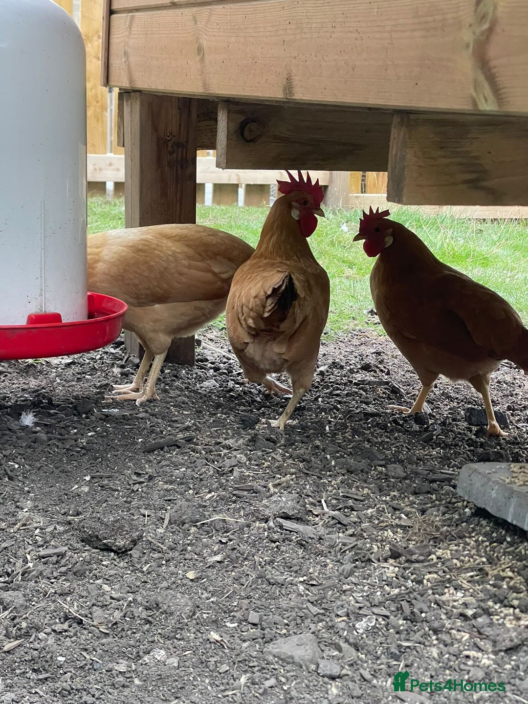 Chickens poultry for sale: Buff bantam leghorn hens and cocks - Image 4