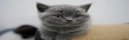 British Shorthair cats for sale: 🌟GCCF BSH Kittens Beautiful Variety of Colours 🌟 - Advert 14