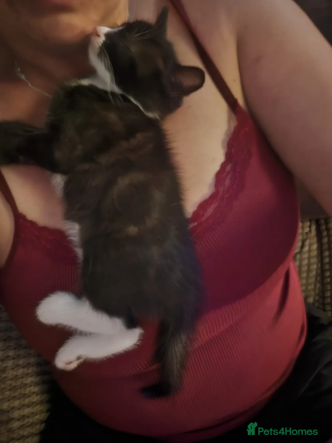Mixed Breed cats for sale: Mix breed male boy  - Advert 2