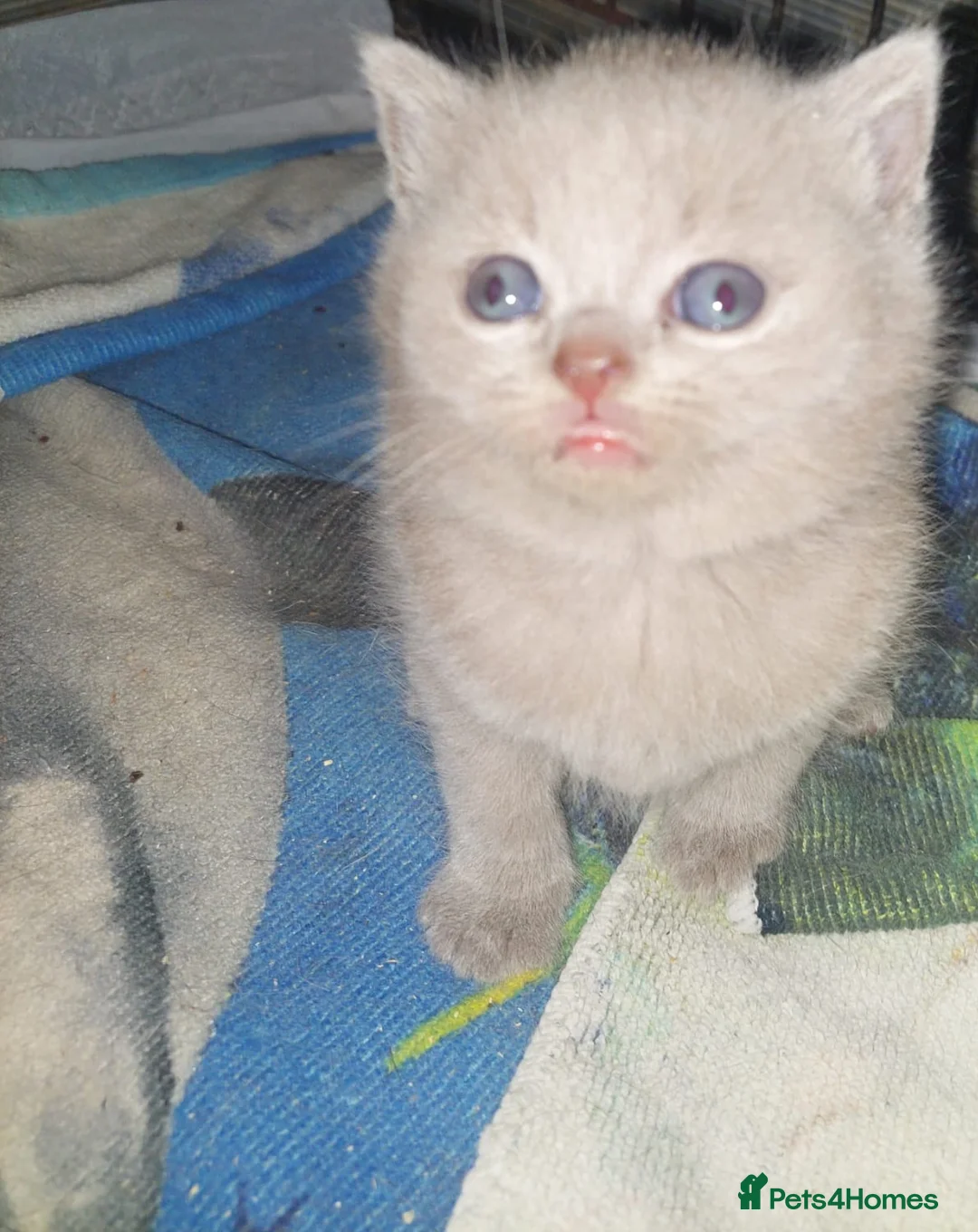 British Shorthair cats for sale: 💜 Precious Litter Of BSH Kittens 💜 - Advert 2