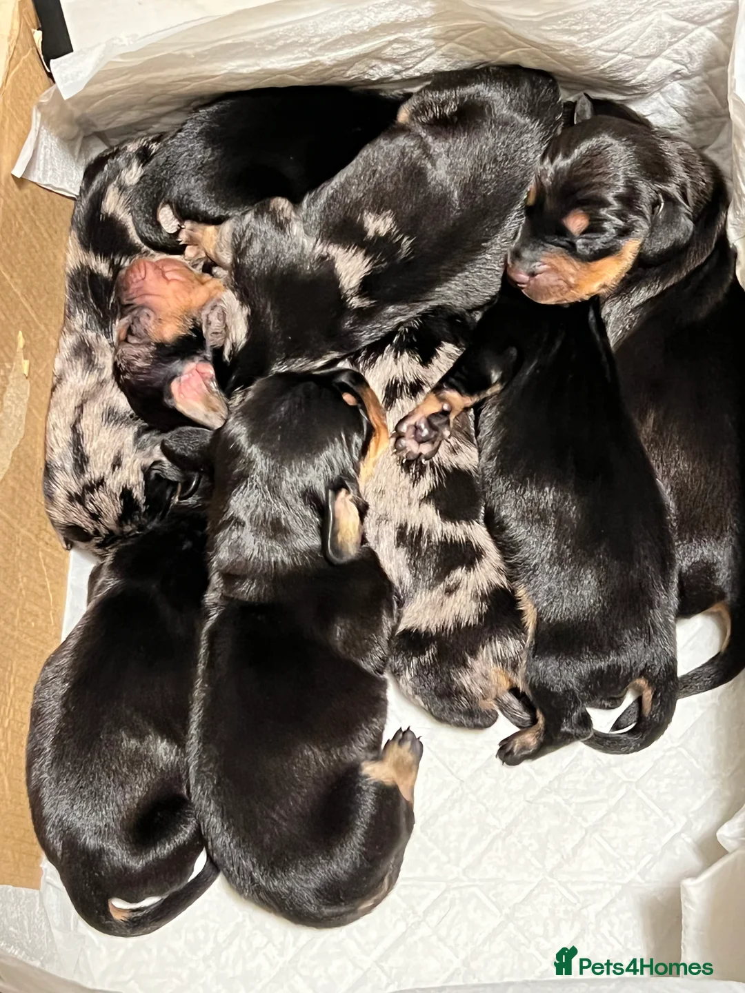 Dachshund dogs for stud: Dachshund (Miniature) Stud in Basildon - Advert 18