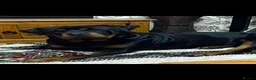 Rottweiler dogs for sale: Pure breed rottweilers  - Advert 4