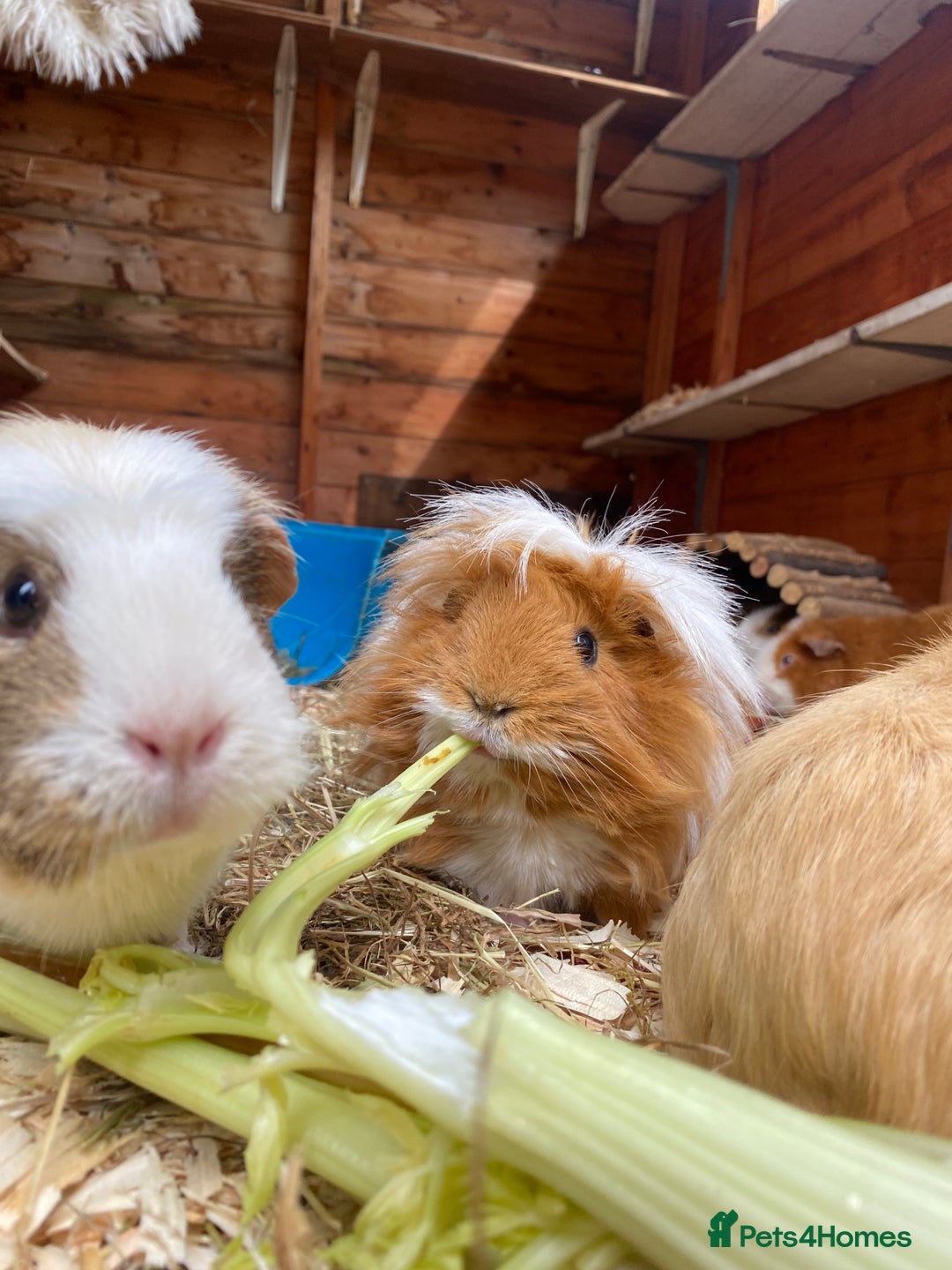 Guinea Pig rodents for sale: Pairs of guinea pigs for sale  - Image 5