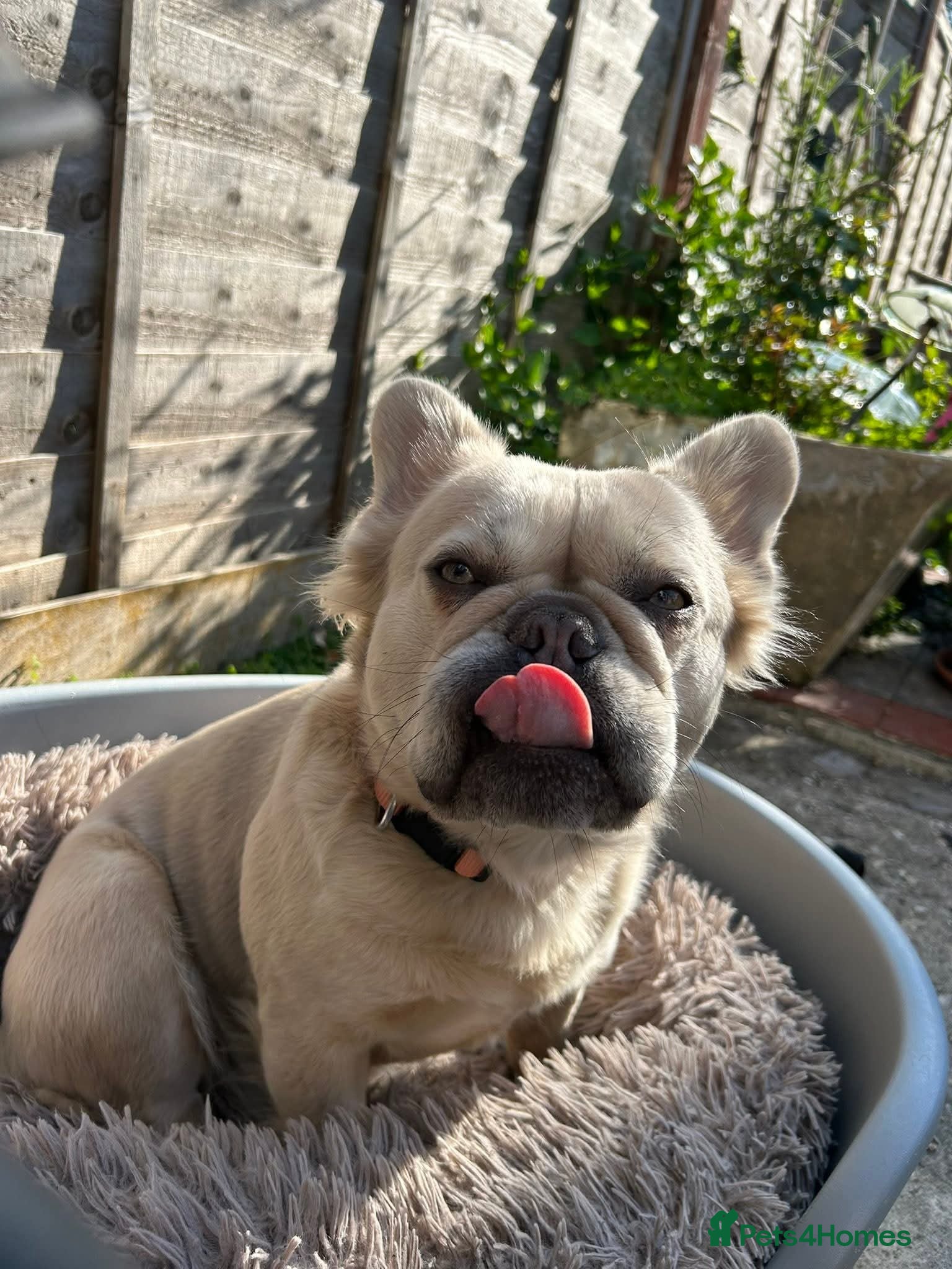 French Bulldog dogs Kennel club Fluffy frenchie female available  - Advert 1