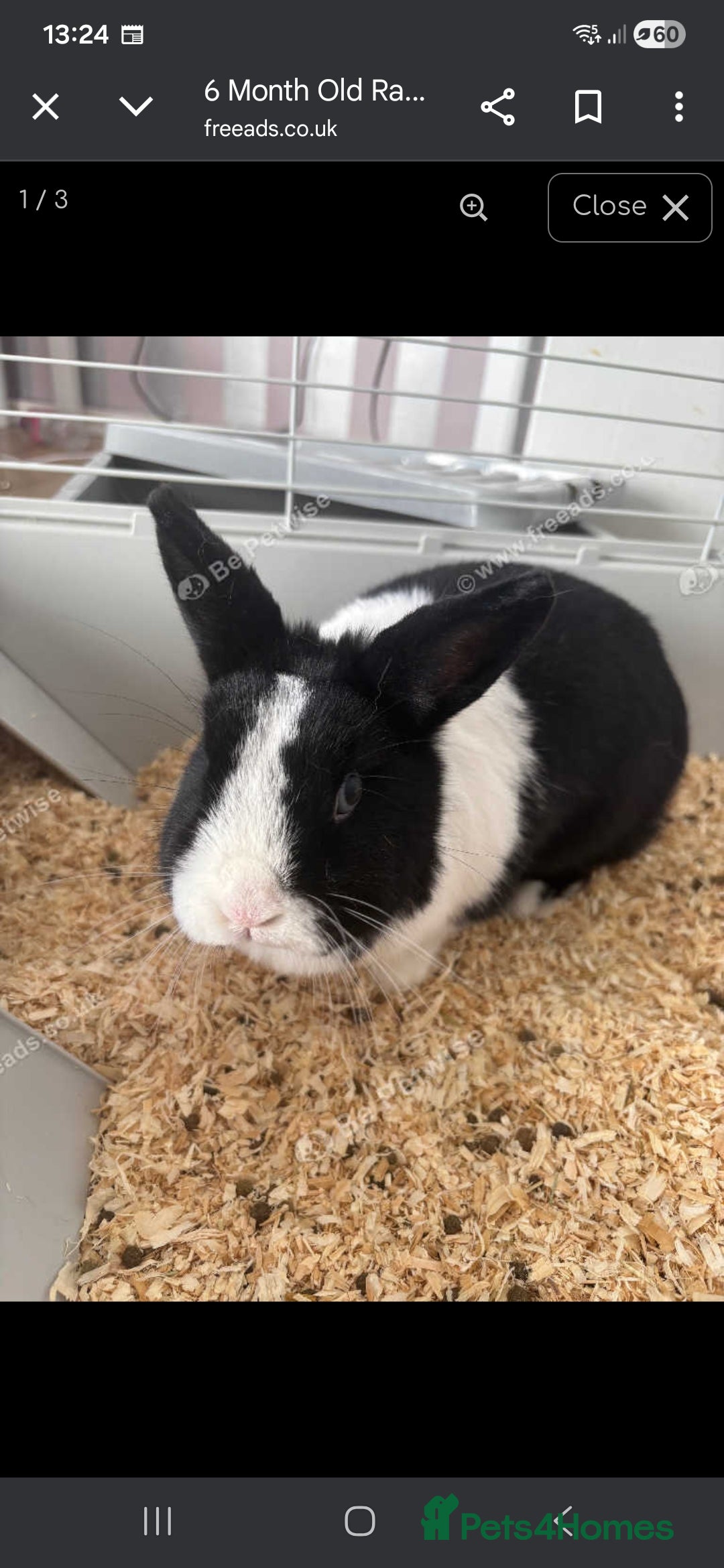 Mixed Breed rabbits Dwarf x lop - Advert 1