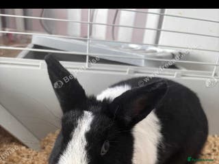 Mixed Breed rabbits Dwarf x lop - Advert 1
