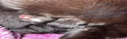 Mixed Breed cats for sale: Mixed Breed Kittens For Sale  in Buckingham - Advert 3