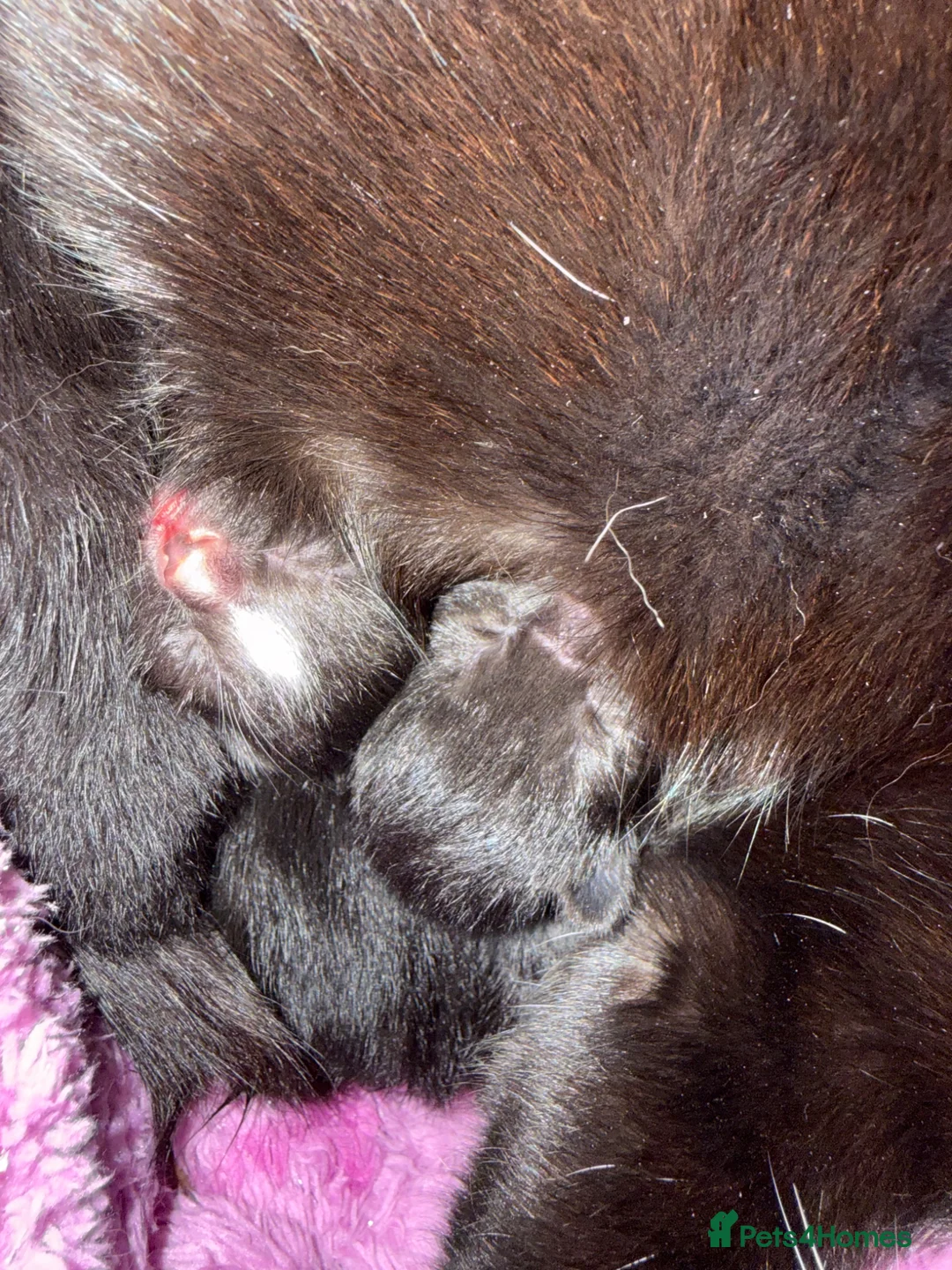Mixed Breed cats for sale: Mixed Breed Kittens For Sale  in Buckingham - Advert 3