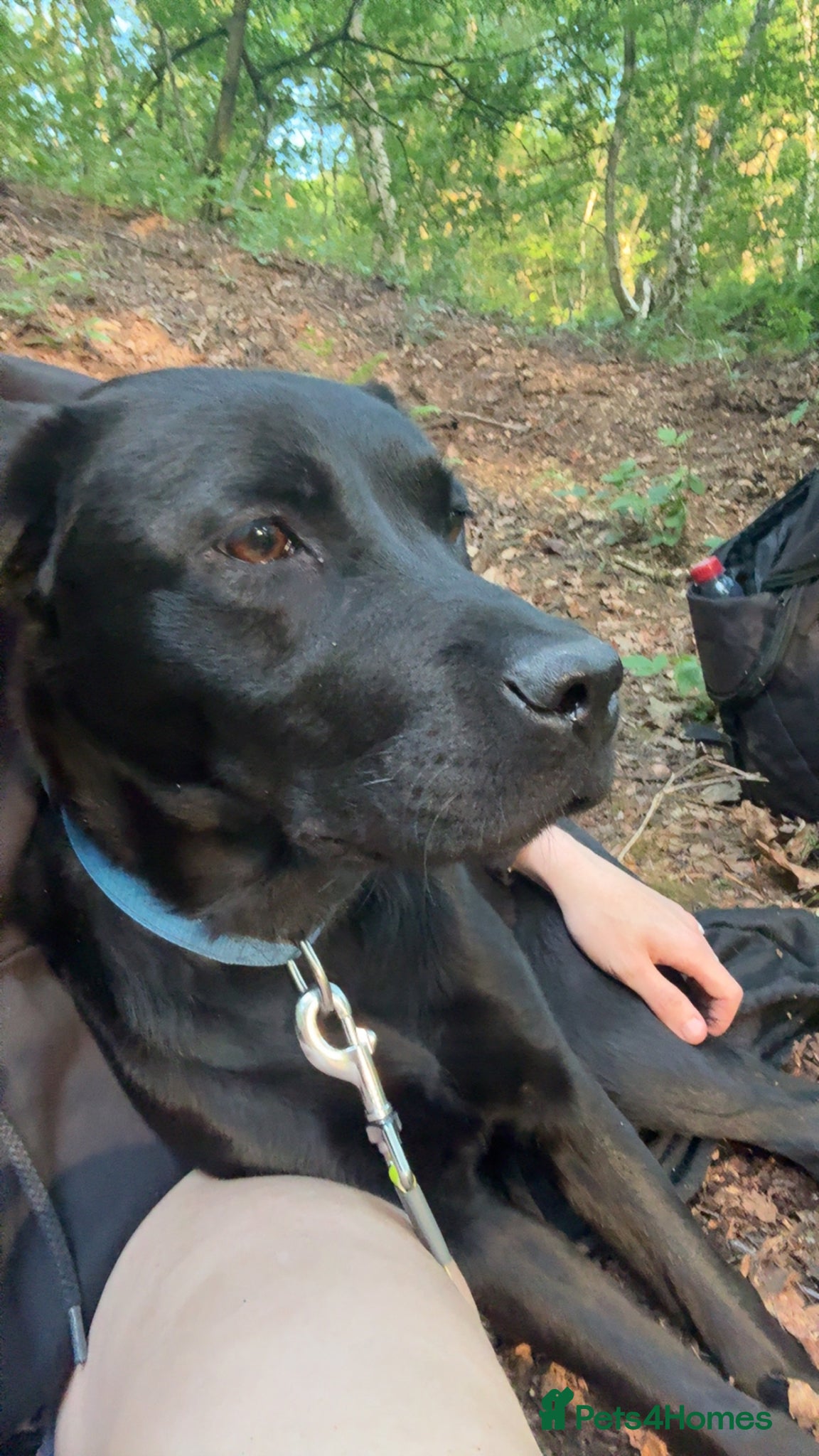 Labrador Retriever dogs Roxy  - Advert 4