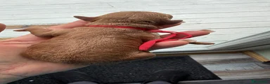 Romeo red collar