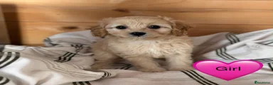 Cavapoo 2
