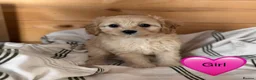 Cavapoo dogs for sale: Ready now Cavapoo puppies !!! - Advert 3