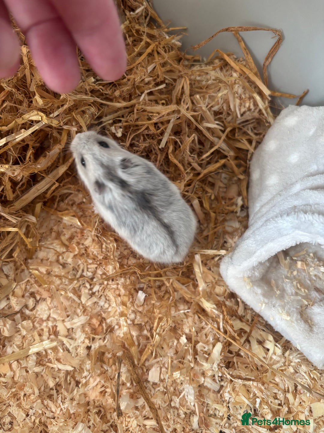 Hamster rodents for sale: Dwarf hamster  - Advert 4