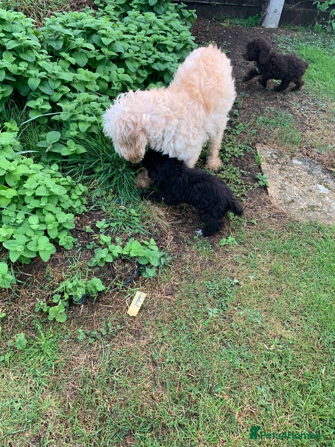 Cockapoo dogs for sale: Amazing cockapoo puppies  - Image 14