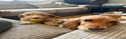 Cockapoo dogs for sale: F1B Cockapoo (1 Male left) in Bacup - Advert 7