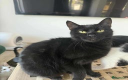 Mixed Breed cats for adoption: Vanessa for adoption - Image 2