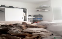 French Bulldog dogs for sale: Female French bulldog for sale  - Advert 2