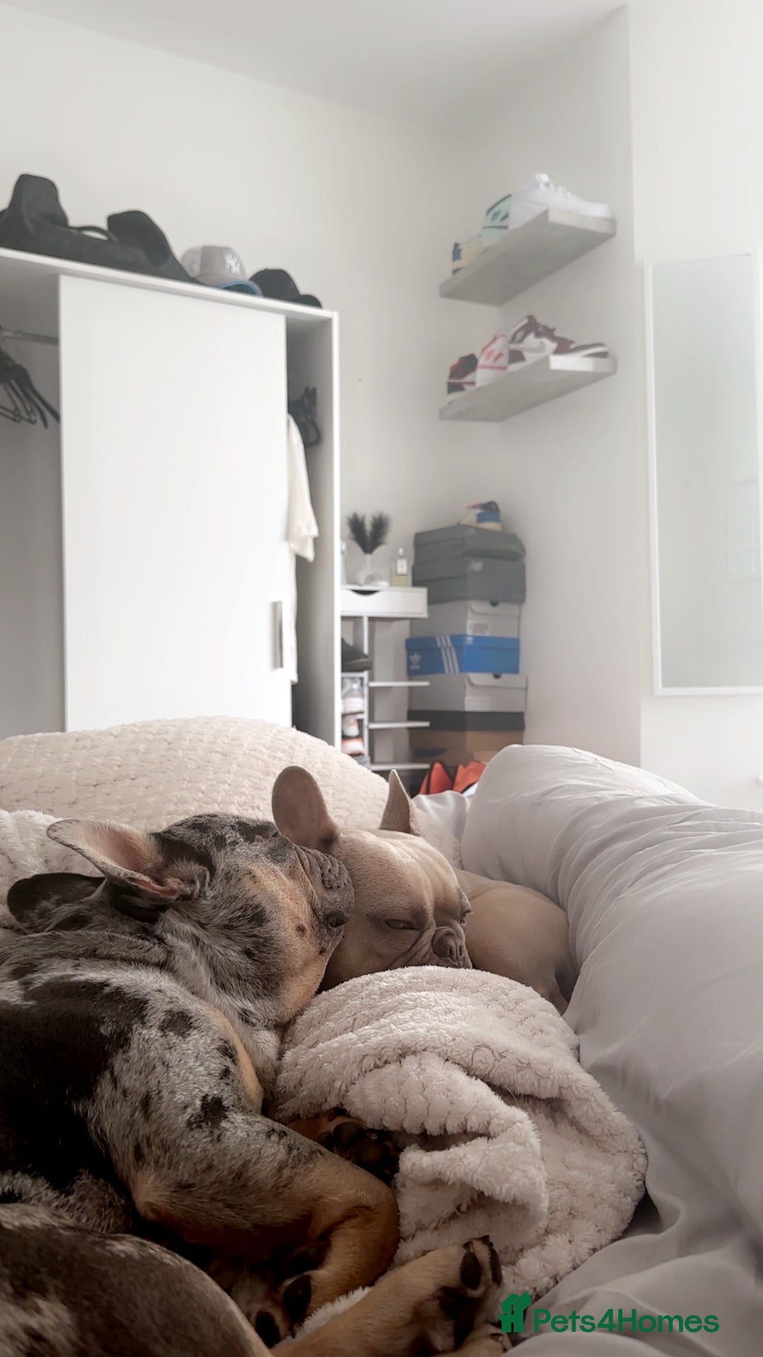 French Bulldog dogs for sale: Female French bulldog for sale  - Advert 2