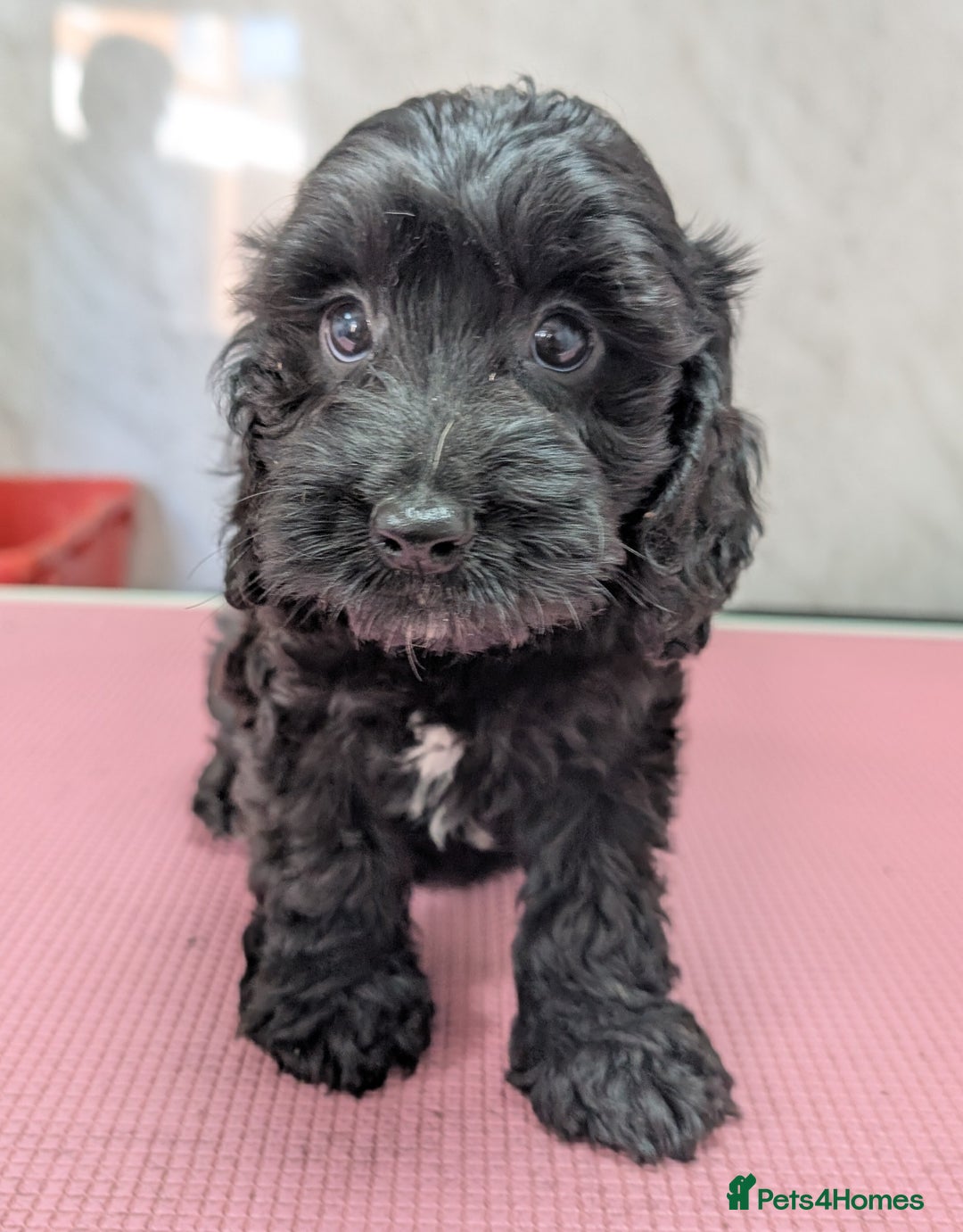 Cockapoo dogs for sale: Ready now, gorgeous health tested F1 cockapoos - Image 9