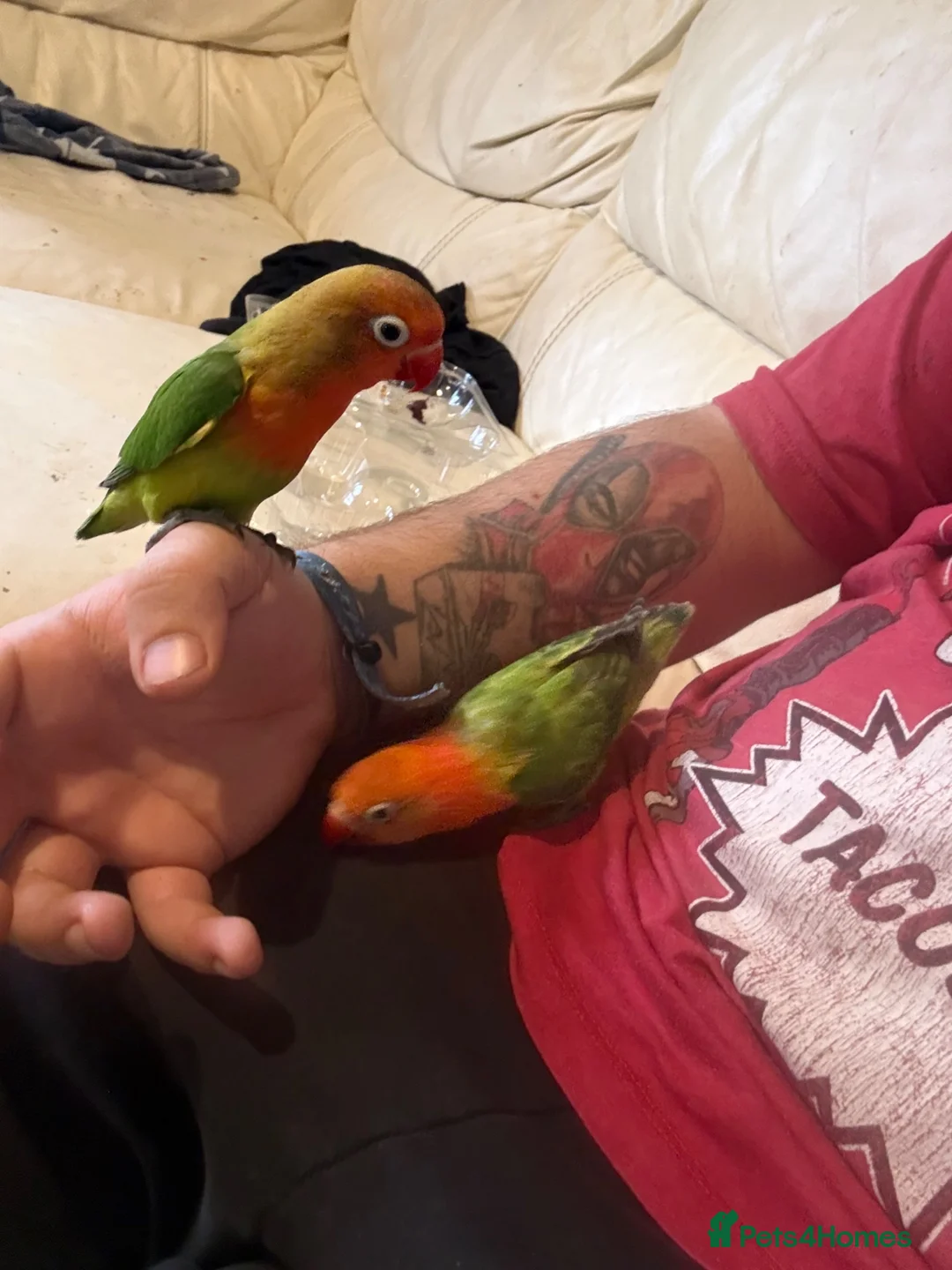 Lovebirds birds for sale: 2 love birds for sell  in Bristol - Advert 2