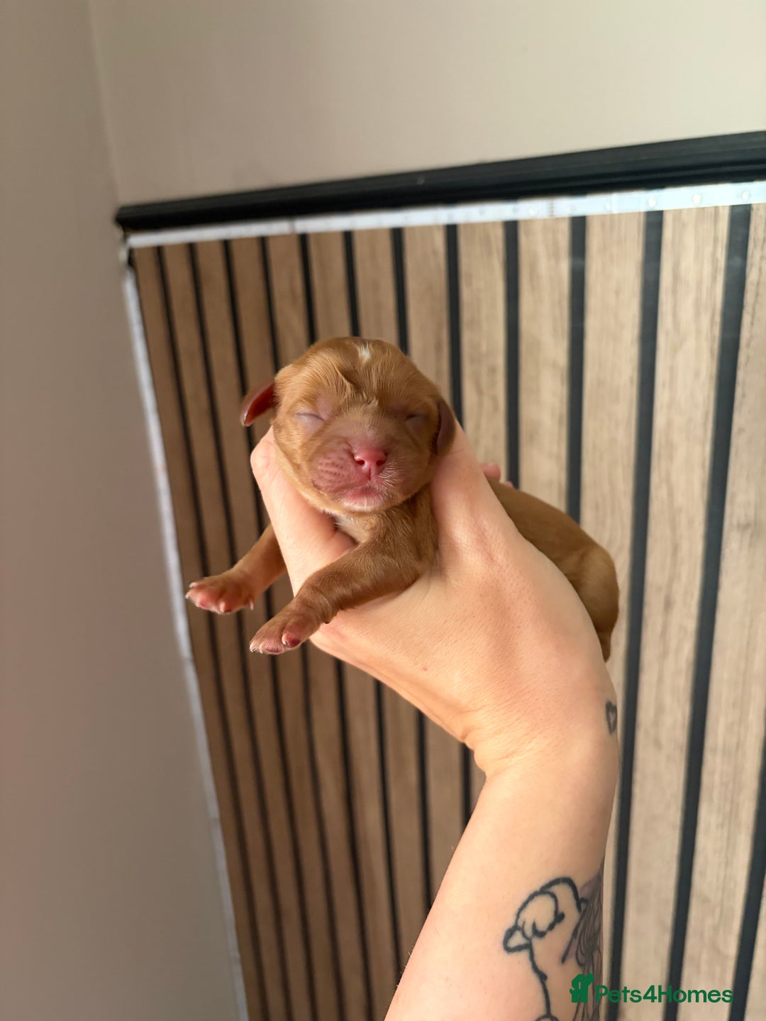 Cavalier King Charles Spaniel dogs for sale: Beautiful Cavalier King Charles Puppies - Advert 10