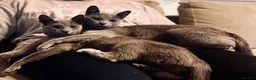 Russian Blue cats for sale: Pure breed Russian Blue Kitten - Advert 9