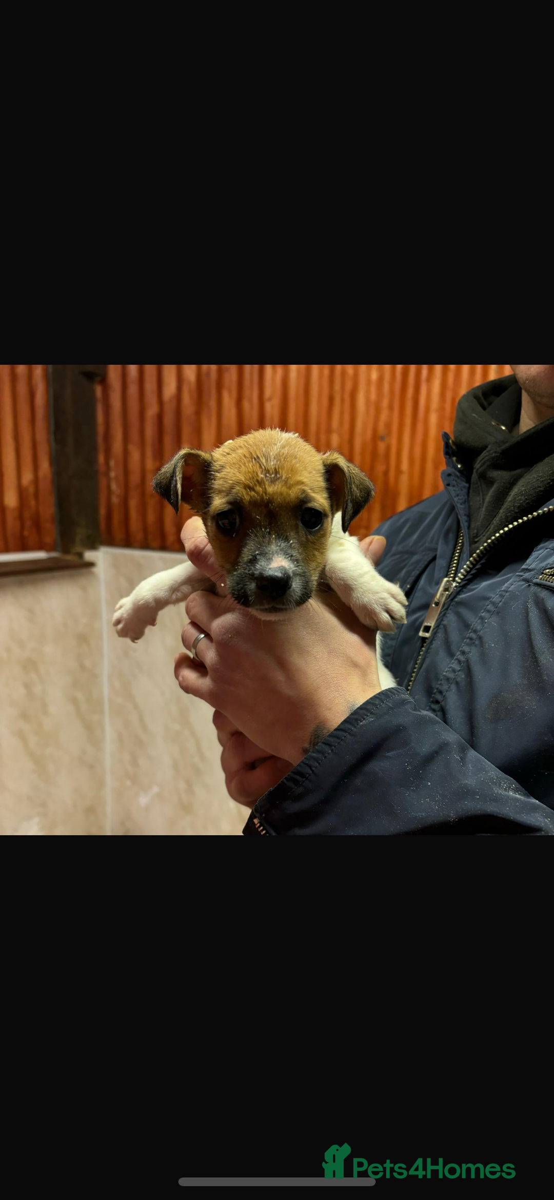 Jack Russell dogs for sale: Jack Russell puppy’s ready to go  - Advert 8