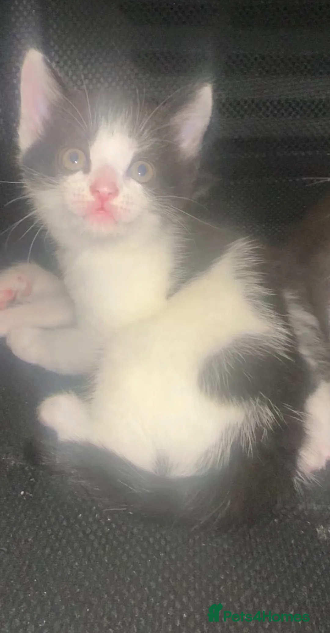 Mixed Breed cats for sale: Tuxedo kittens for sale! - Advert 2